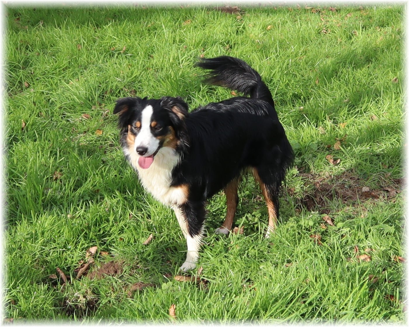 VELMA De La Petite Rosée Des Chênes
