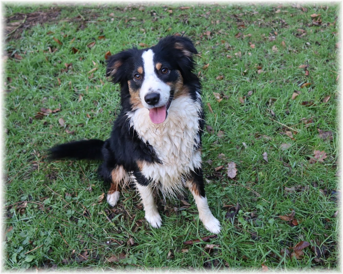 VELMA De La Petite Rosée Des Chênes