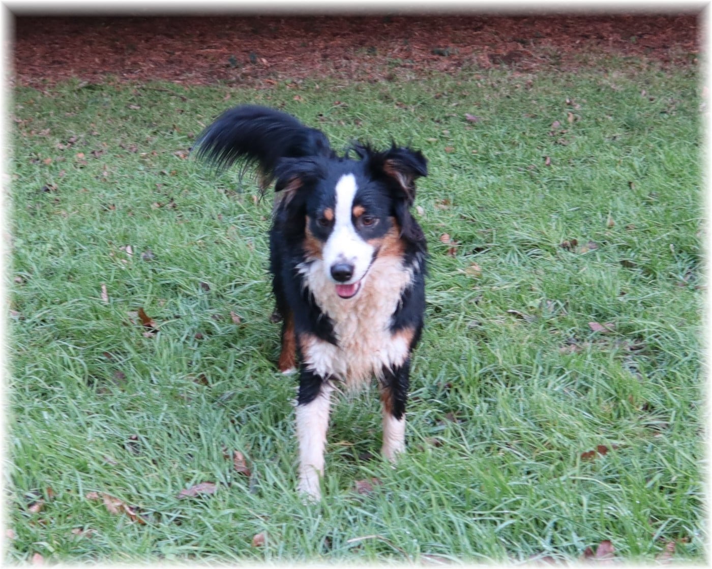 VELMA De La Petite Rosée Des Chênes