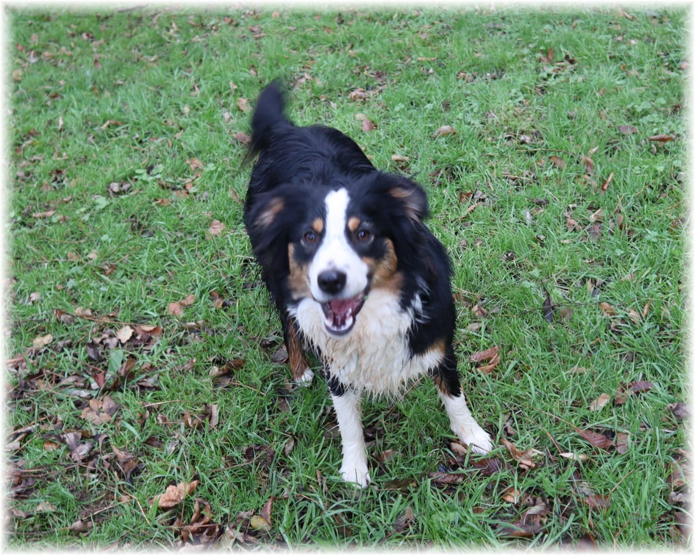 VELMA De La Petite Rosée Des Chênes