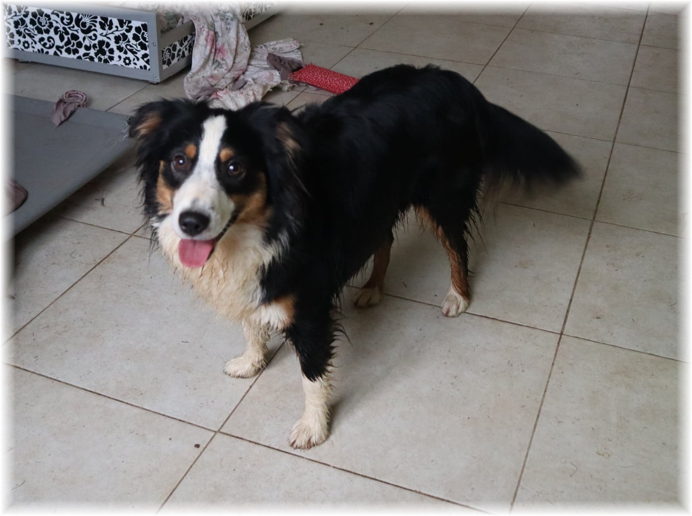 VELMA De La Petite Rosée Des Chênes