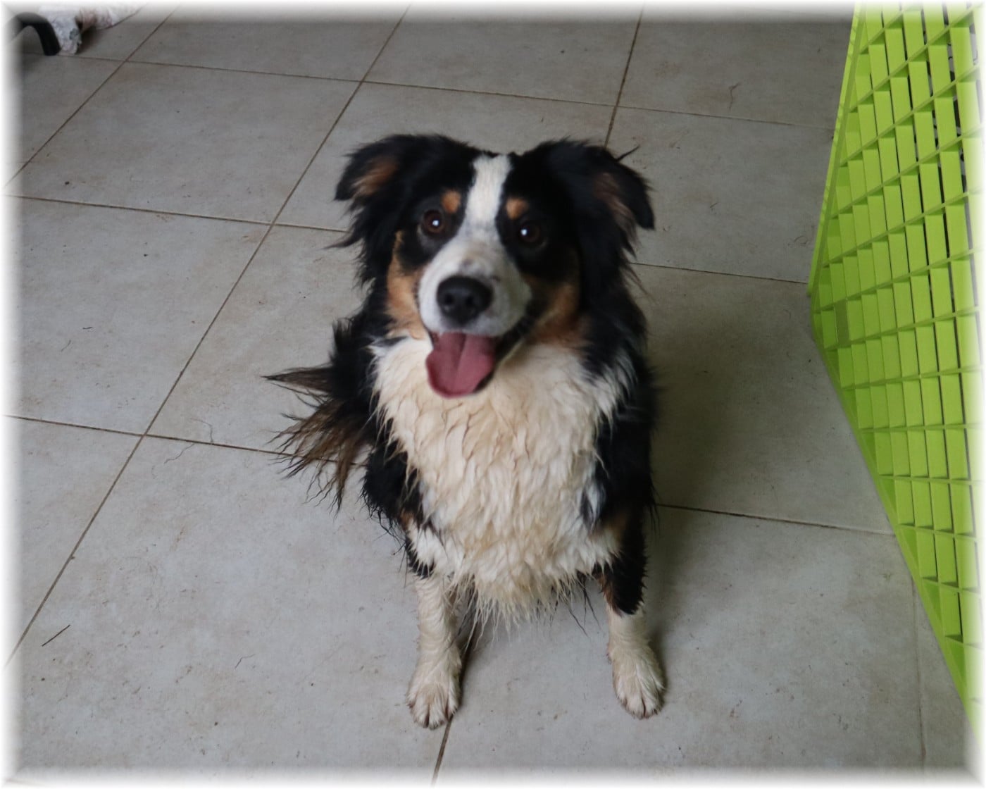 VELMA De La Petite Rosée Des Chênes