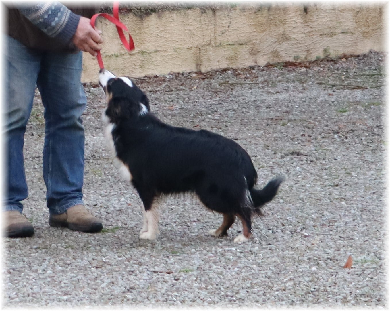 VELMA De La Petite Rosée Des Chênes