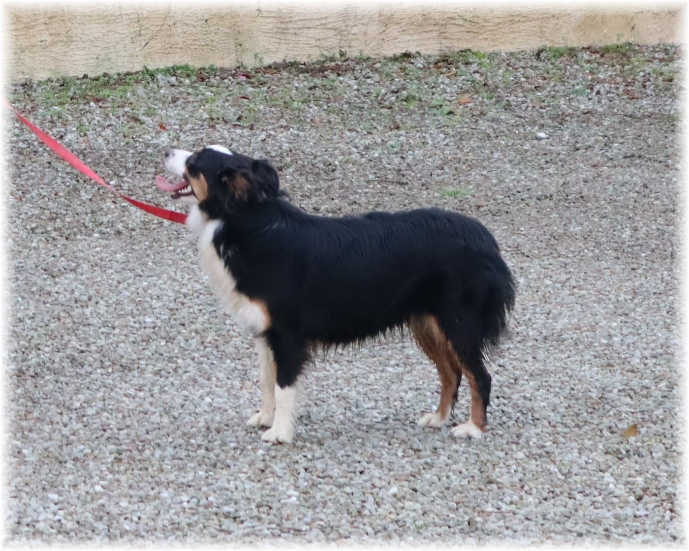 VELMA De La Petite Rosée Des Chênes
