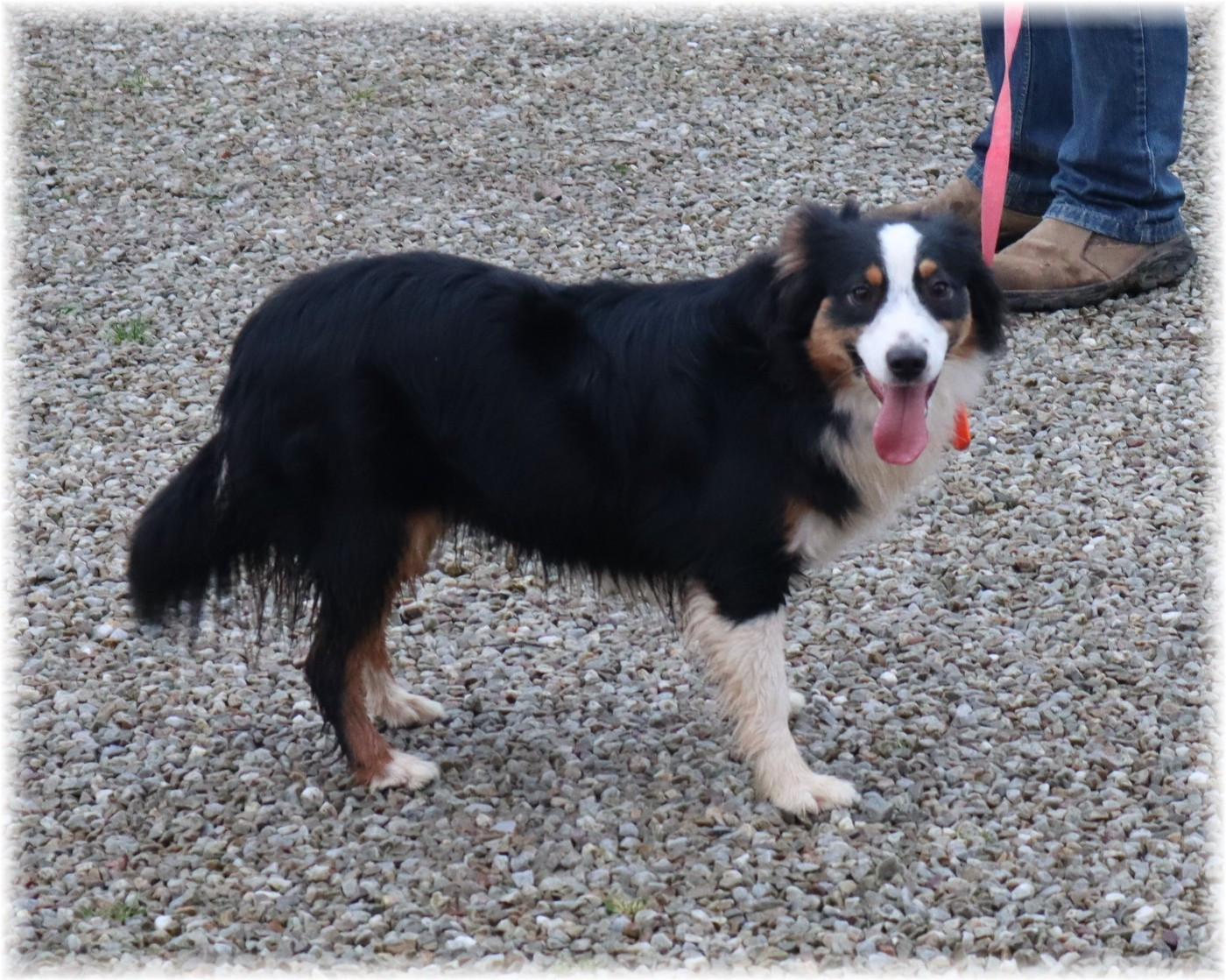 VELMA De La Petite Rosée Des Chênes