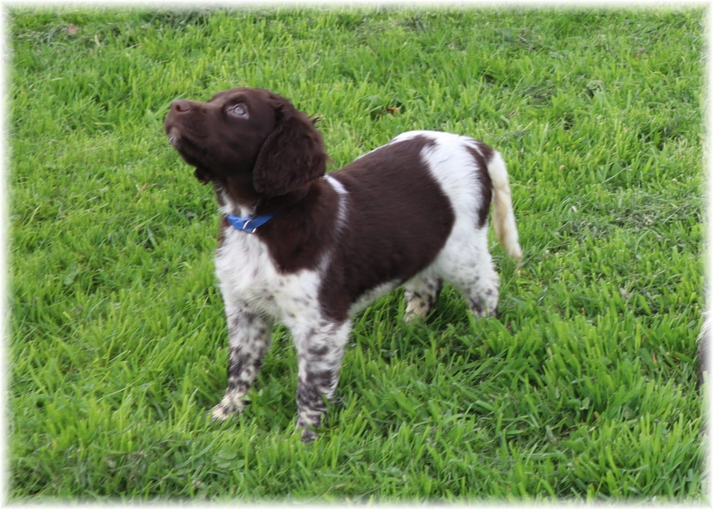 CHIOT mâle collier bleu