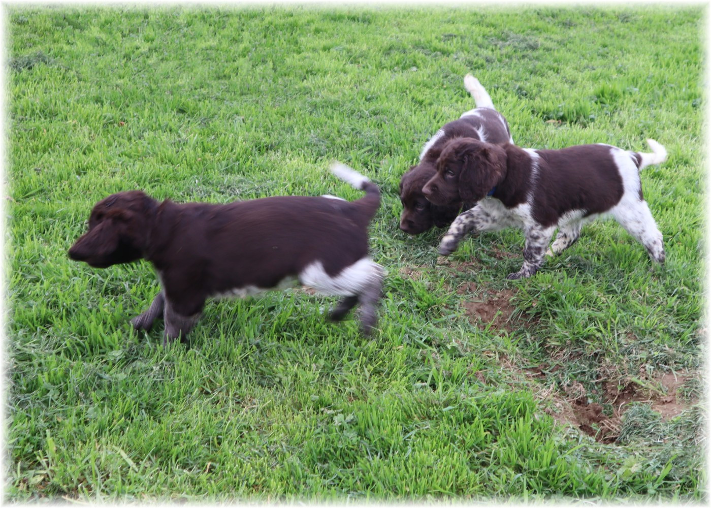 CHIOT mâle collier bleu