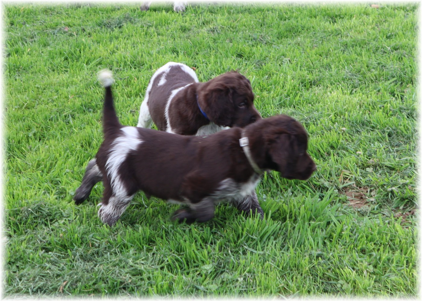 CHIOT mâle collier bleu