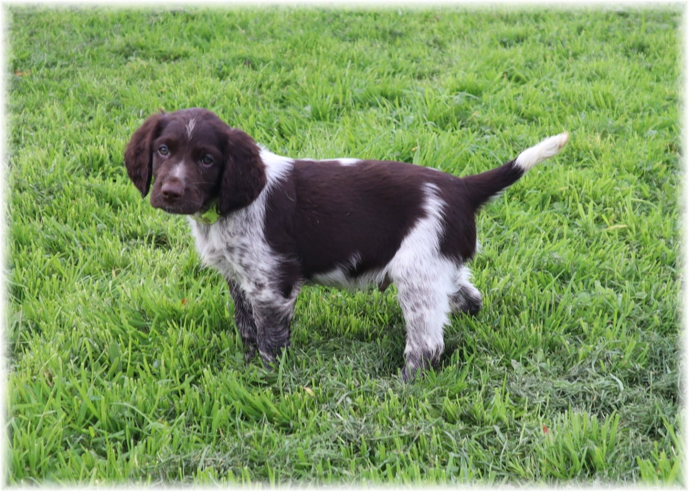 CHIOT mâle collier vert