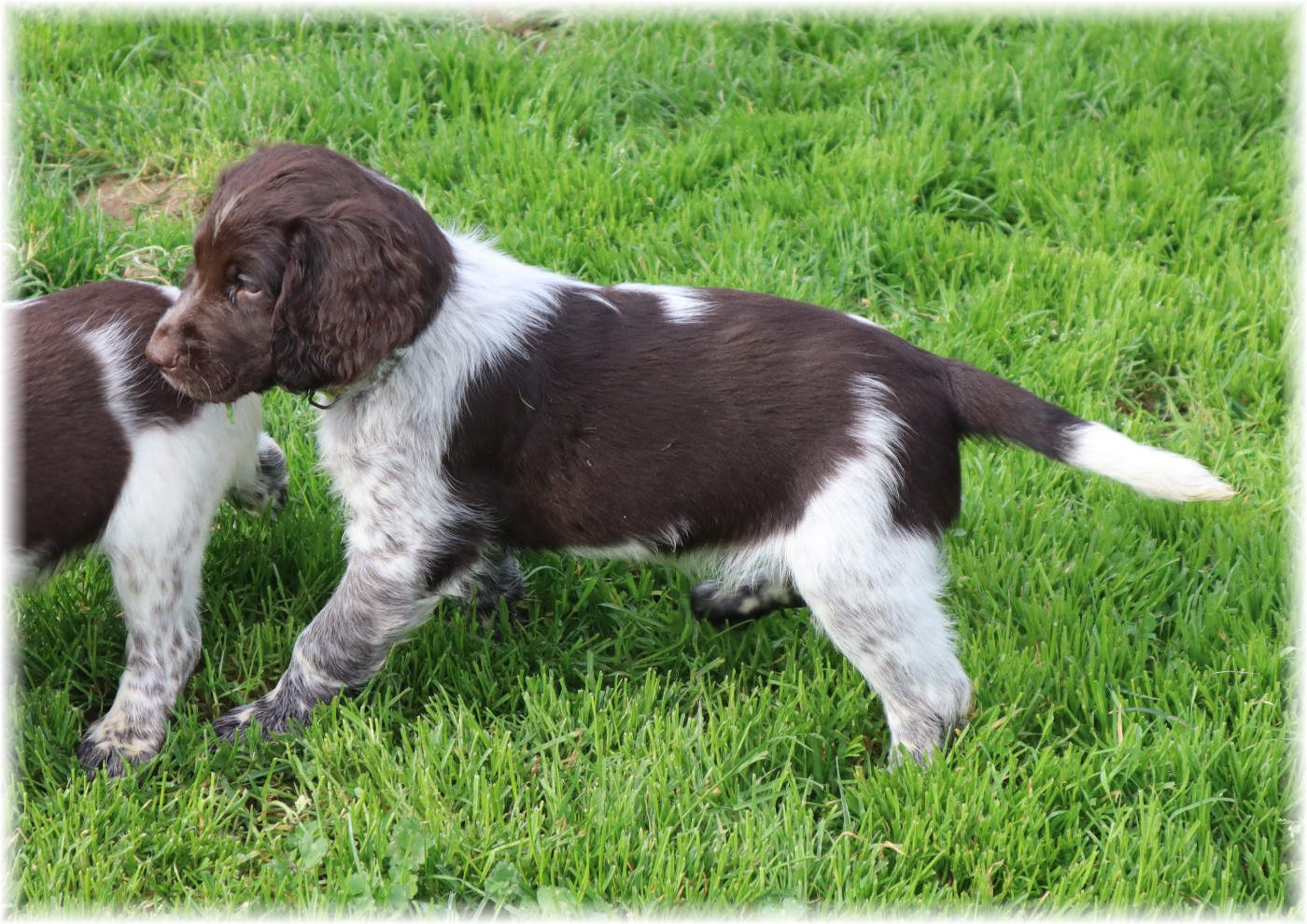 CHIOT mâle collier vert