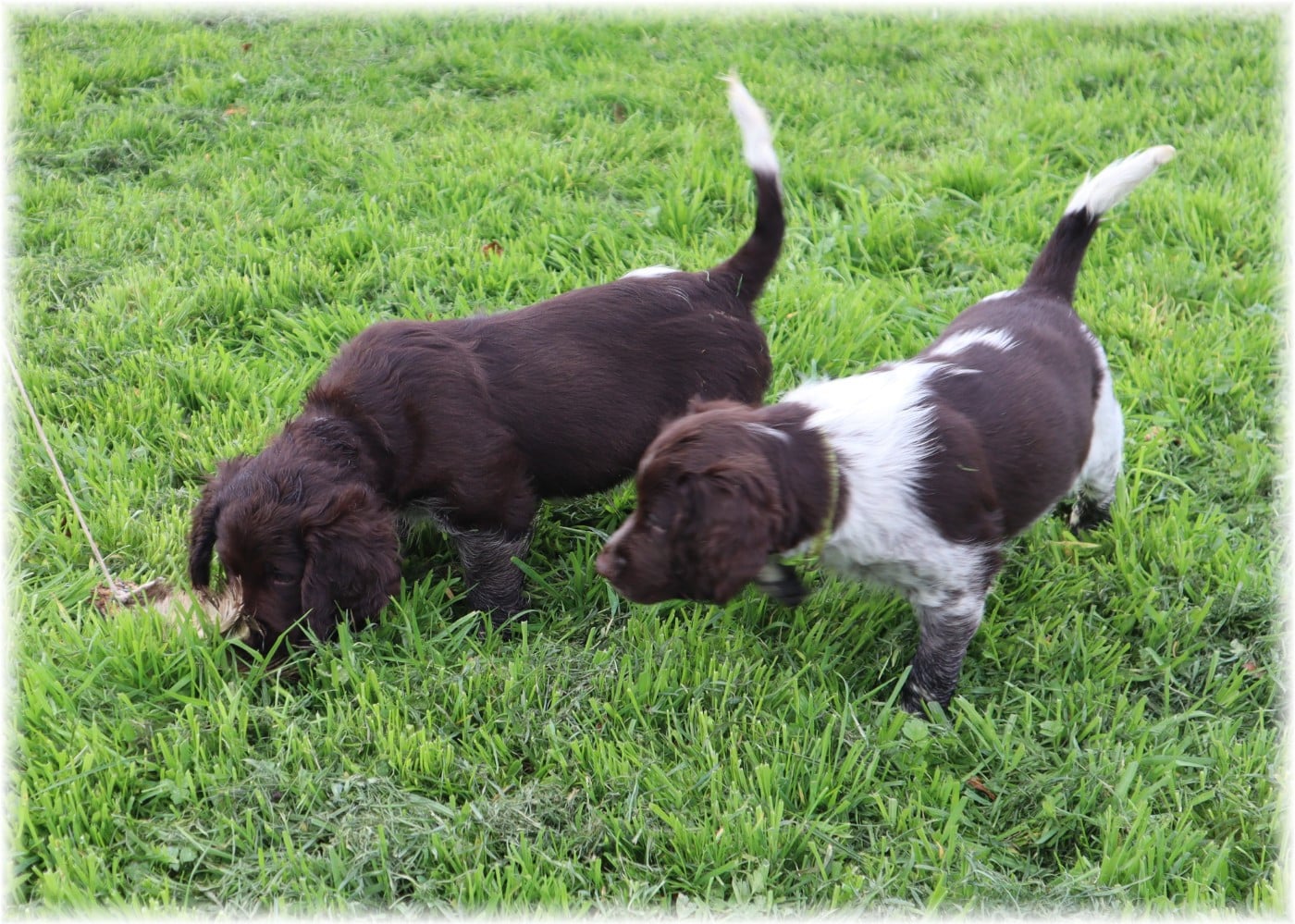 CHIOT mâle collier vert