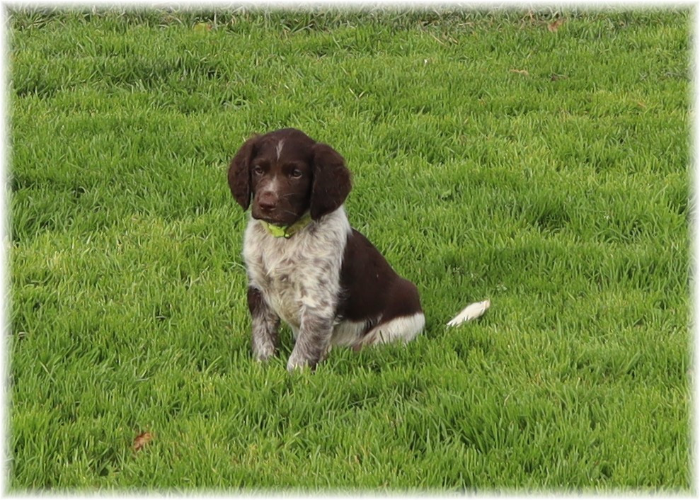 CHIOT mâle collier vert