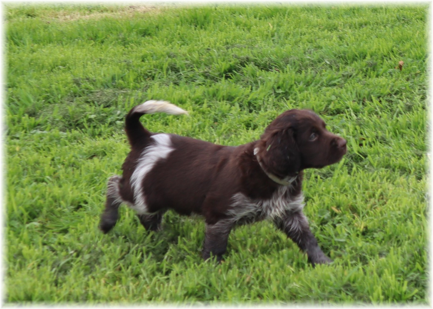 CHIOT mâle collier gris
