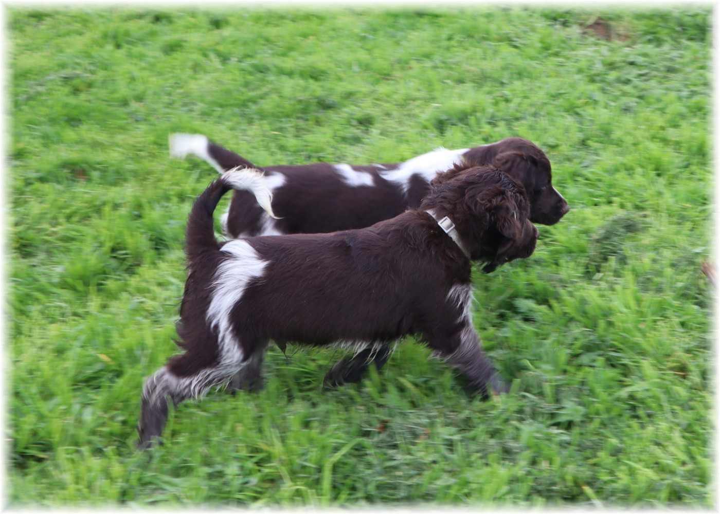 CHIOT mâle collier gris