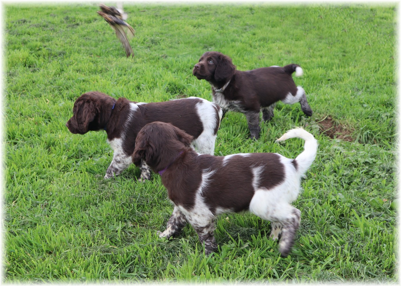 CHIOT mâle collier violet
