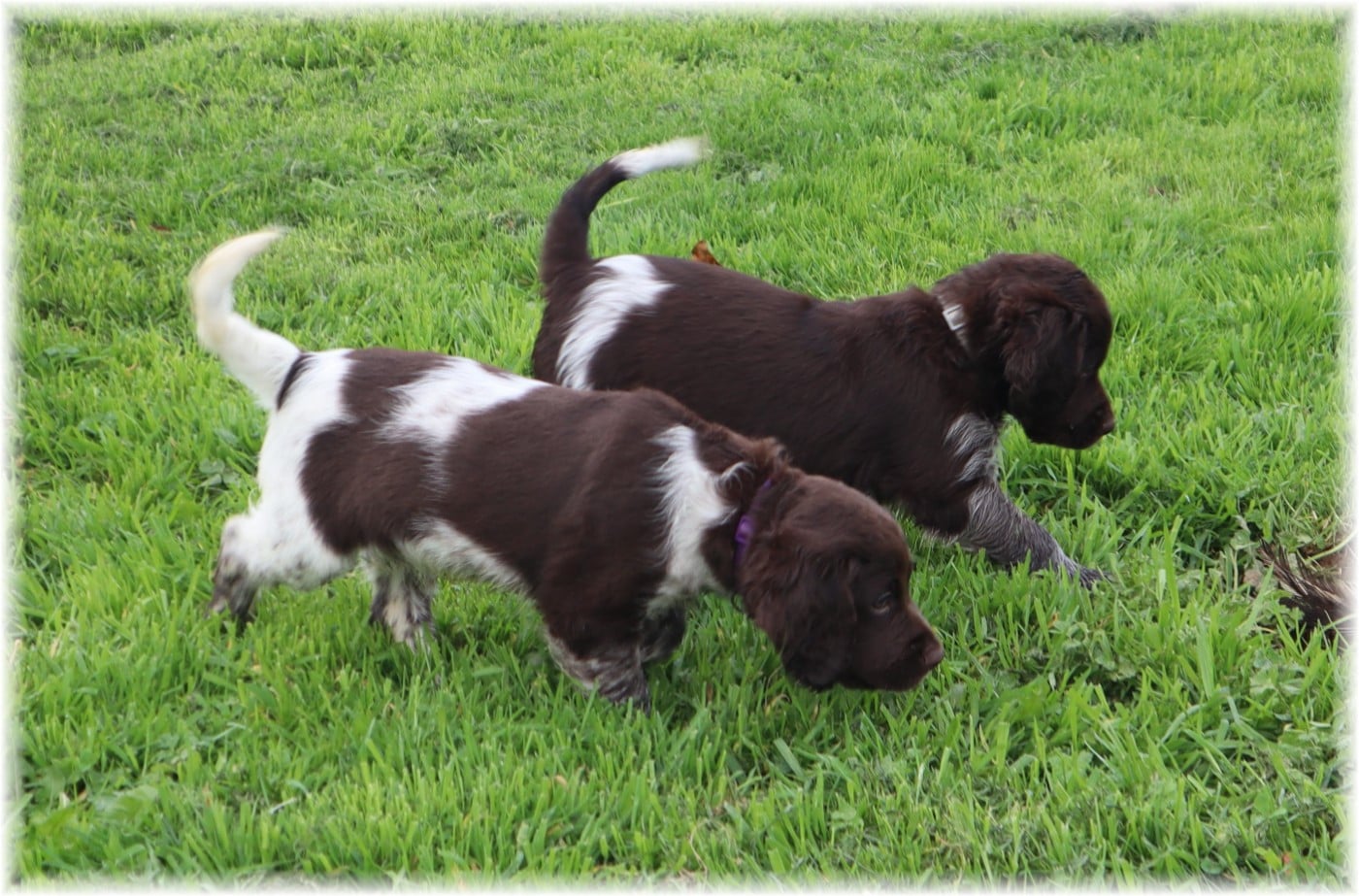 CHIOT mâle collier violet