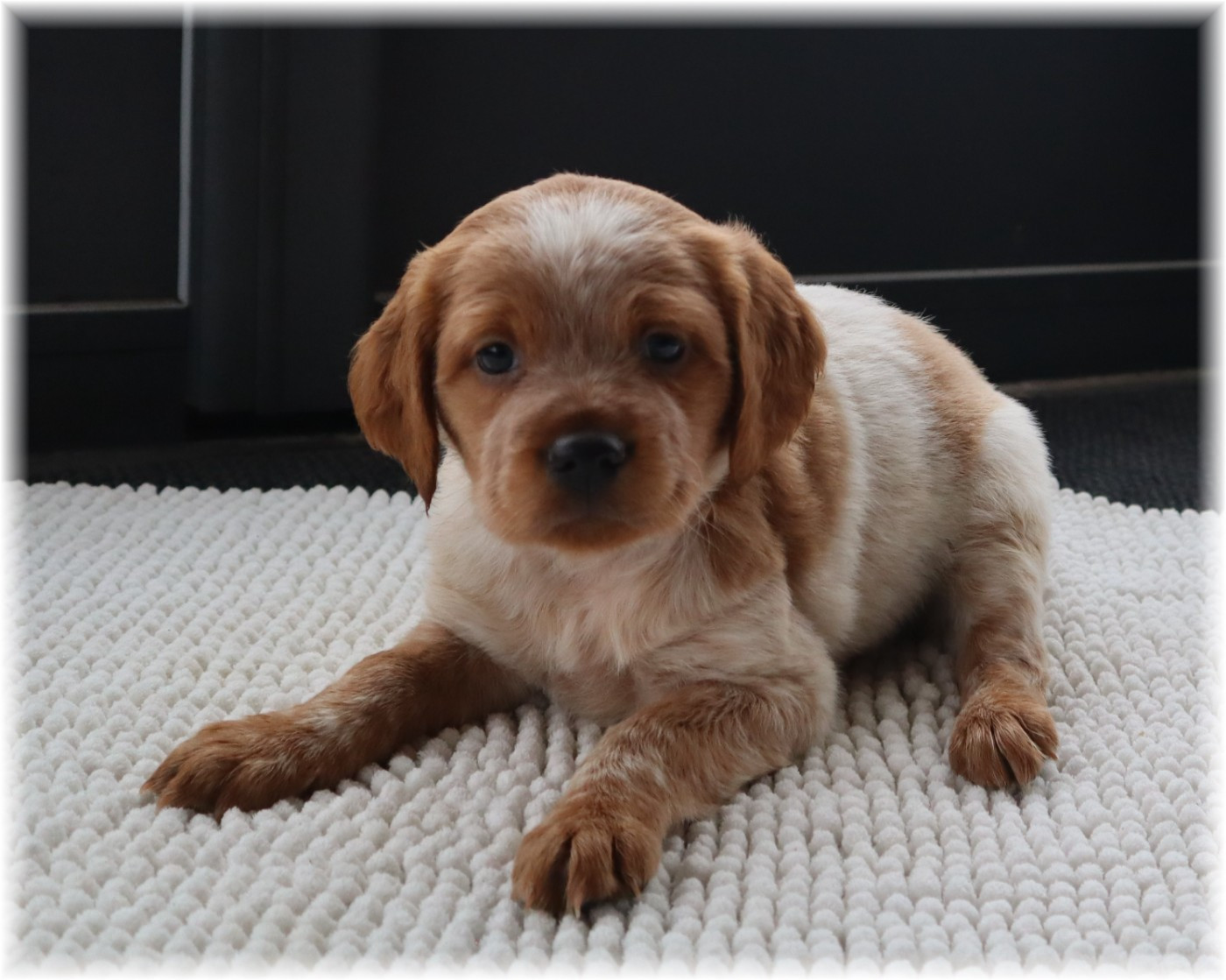 Femelle collier violet