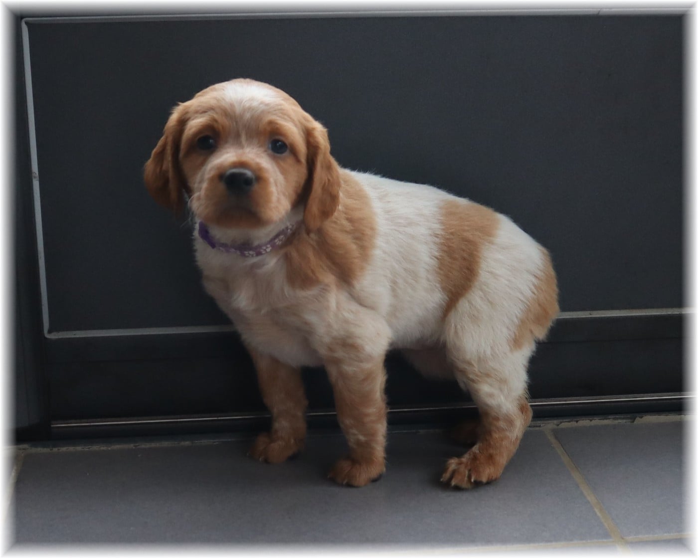 Femelle collier violet