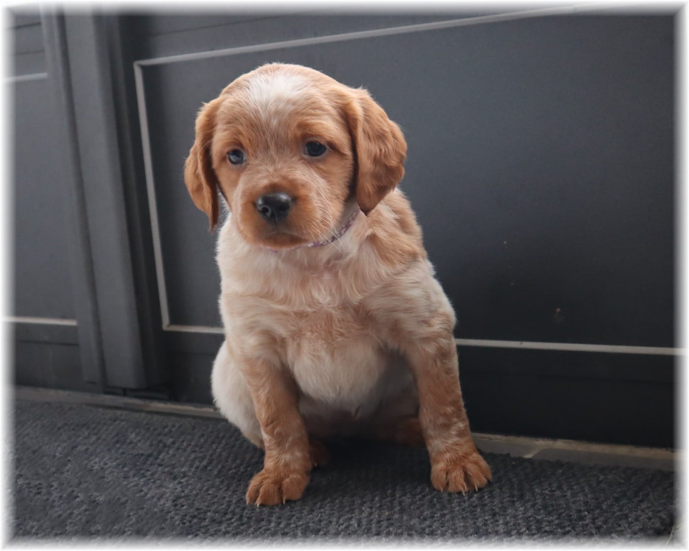 Femelle collier violet