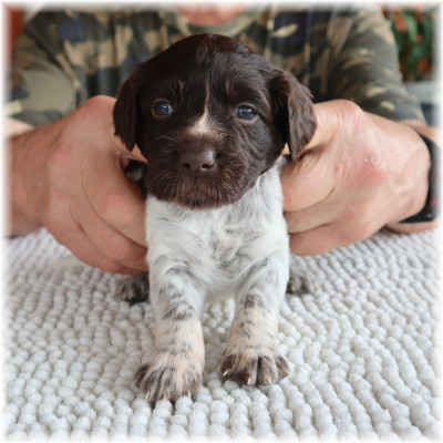 Les chiots de Petit Epagneul de Münster