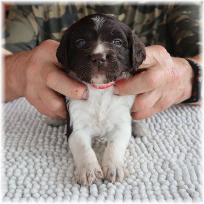 Les chiots de Petit Epagneul de Münster