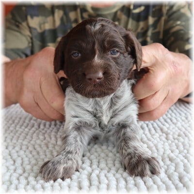 Les chiots de Petit Epagneul de Münster