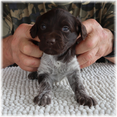 Les chiots de Petit Epagneul de Münster