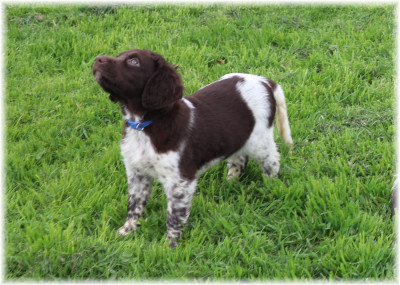 Les chiots de Petit Epagneul de Münster