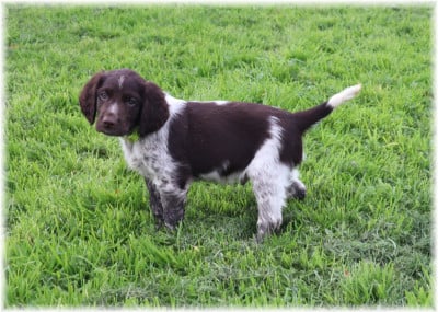 Les chiots de Petit Epagneul de Münster