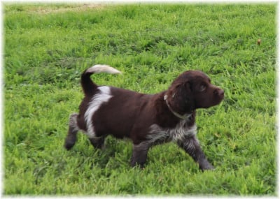 Les chiots de Petit Epagneul de Münster