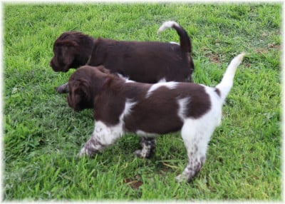Les chiots de Petit Epagneul de Münster