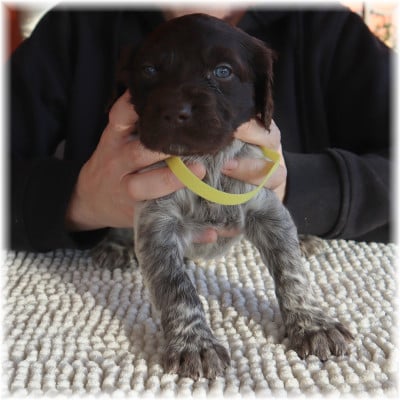 Les chiots de Petit Epagneul de Münster