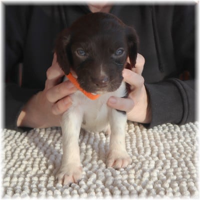 Les chiots de Petit Epagneul de Münster