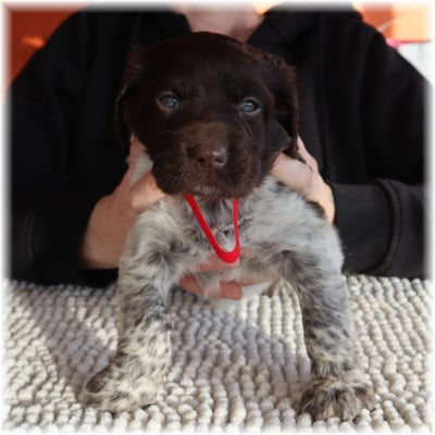 Les chiots de Petit Epagneul de Münster