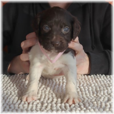 Les chiots de Petit Epagneul de Münster