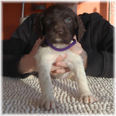 Les chiots de Petit Epagneul de Münster