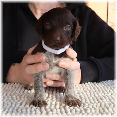 Les chiots de Petit Epagneul de Münster