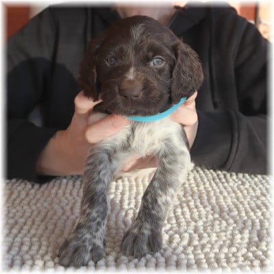 Les chiots de Petit Epagneul de Münster