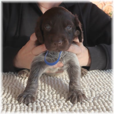 Les chiots de Petit Epagneul de Münster