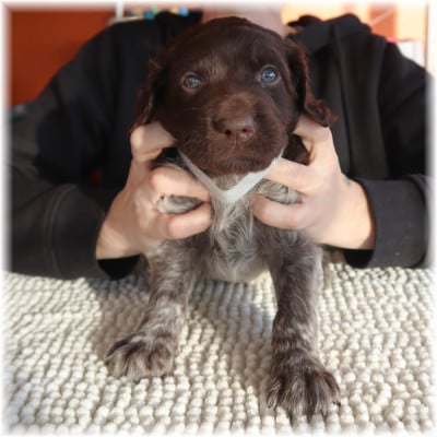 Les chiots de Petit Epagneul de Münster