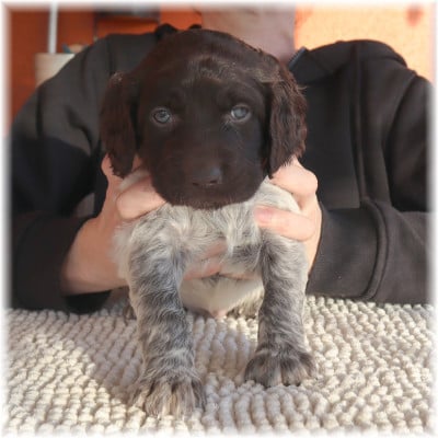 Les chiots de Petit Epagneul de Münster