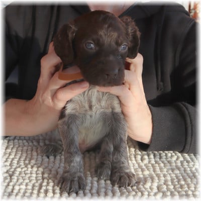 Les chiots de Petit Epagneul de Münster