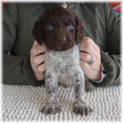 Collier vert - Petit Epagneul de Münster