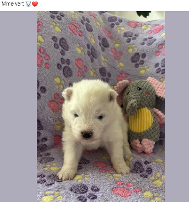 Les chiots de Samoyède