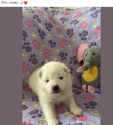 Les chiots de Samoyède