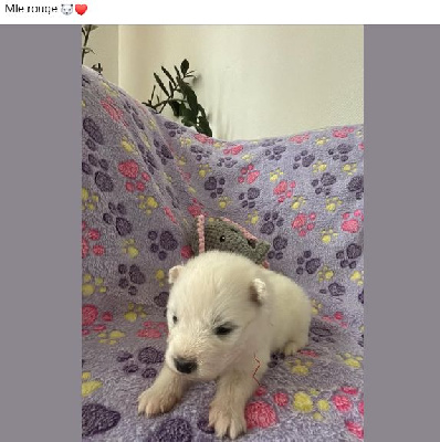 Les chiots de Samoyède