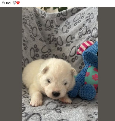 Les chiots de Samoyède