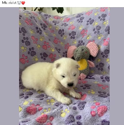 Les chiots de Samoyède