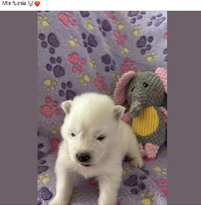 Les chiots de Samoyède