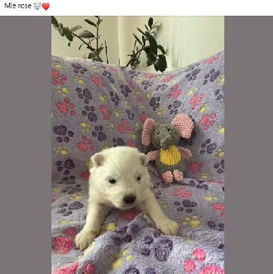 Les chiots de Samoyède